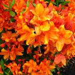 Rhododendron (orange)