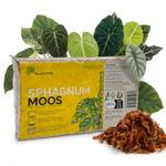 Plantme Sphagnum Moos