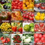 Prademir Tomaten Saat Set