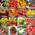 Tomaten Saat Set von Prademir