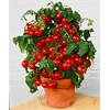 Tomatensamen Minibel von Prademir