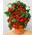 Tomatensamen Minibel von Prademir