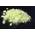 Sulfur von PyroPowders