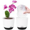 Orchideentopf von qcqhdu