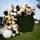 Ballonbogen