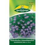 Quedlinburger Australisches Gänseblümchen
