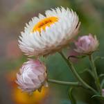 Strohblumen-Samen