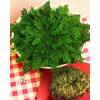 Rose von Jericho von Rose jericho