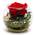 Konservierte ewige Rose von Rosen-Te-Amo