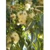 Eucalyptus Samen von Seedeo