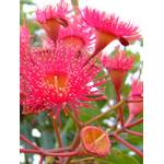 Seedeo Roter Eucalyptus