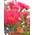 Roter Eucalyptus von Seedeo