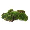 Bollenmoos von sphagnum-shop.com
