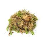 Sphagnum-Moos