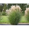 Chinaschilf Miscanthus Sinensis von Stauden Gänge