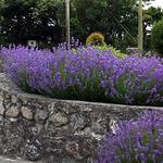 Stauden Gänge Lavandula Munstead