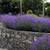Stauden Gänge Lavandula Munstead