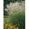 Miscanthus sinensis Graziella von Stauden Gänge