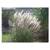 Stauden Gänge Miscanthus sinensis Silberfeder
