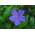 Vinca minor von Stauden Gänge