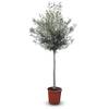 Olivenbaum Olea Europaea von Sunny Tree