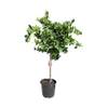 Orangenbaum von Sunny Tree