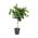Orangenbaum von Sunny Tree