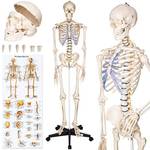 Anatomie Skelett