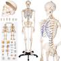 Anatomie Skelett