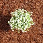 Pinien-Rindenmulch