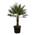 Chamaerops Humilis einstämmig von Trendyplants