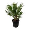 Chamaerops Humilis Strauch von Trendyplants