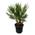 Chamaerops Humilis Strauch von Trendyplants