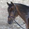 W81357054-VB von Star
