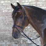 Star W81357054-VB