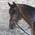 W81357054-VB von Star