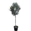 Hochstämmiger Olivenbaum Kugelbaum von Tropictrees