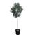 Tropictrees Hochstämmiger Olivenbaum Kugelbaum