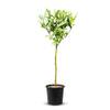 Laurus nobilis von Tropictrees