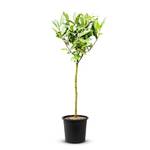 Tropictrees Laurus nobilis