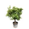 Orangenbaum XXL von Tropictrees