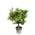 Orangenbaum XXL von Tropictrees