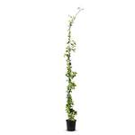 Exotische Blumen