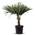 Trachycarpus Fortunei von Tropictrees