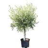 Winterharter Olivenbaum (160 - 170 cm) von Tropictrees