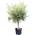 Winterharter Olivenbaum (160 - 170 cm) von Tropictrees