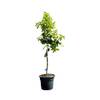 Zitronenbaum CITL von Tropictrees