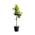 Zitronenbaum CITL von Tropictrees