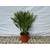 Tropictrees Zwergpalme