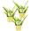 Bio Aloe vera Sweet von Unsere Gärtnerei Müller